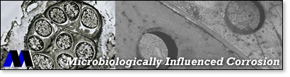 Microbiologically Influenced Corrosion
